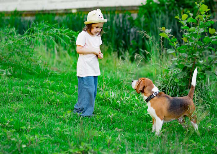 A small girl is talking to her dog, a beagle on a grassy lawn. A small girl is talking to her dog, a beagle on a grassy lawn.