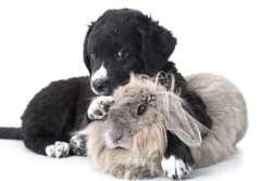 Rabbits and Dogs Link