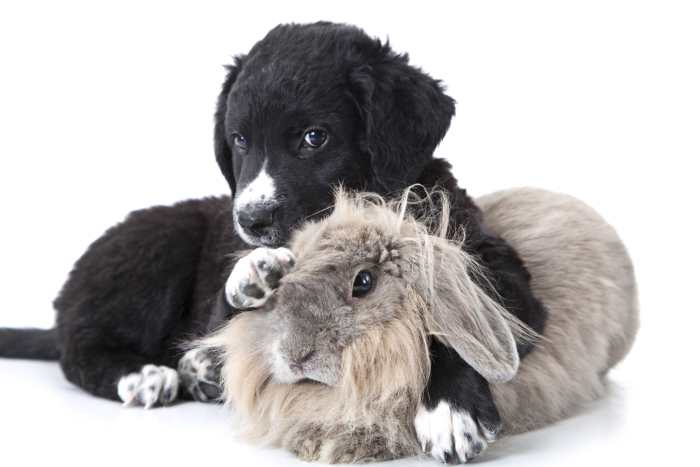 Rabbit friendly dogs hot sale