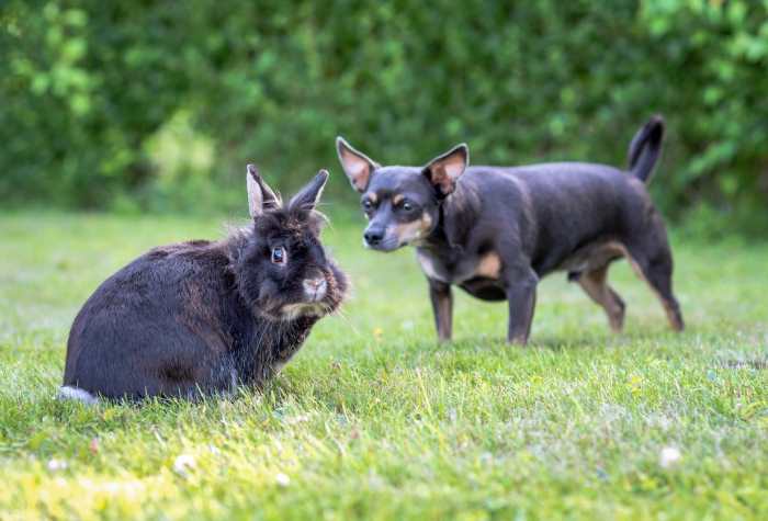 do bunnies do well with dogs