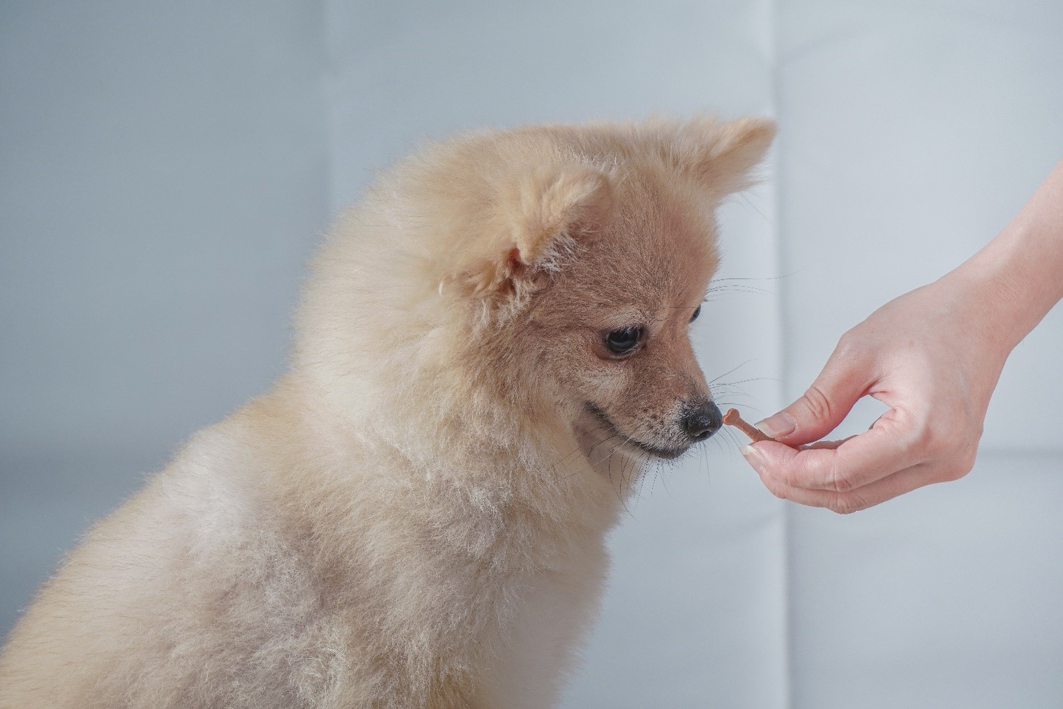 Pomeranian dog is accepting a dog treat