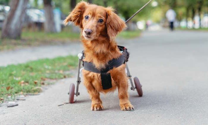Dog walking with the help of a wheelchair.