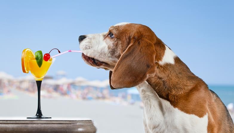 Image result for dog on the beach