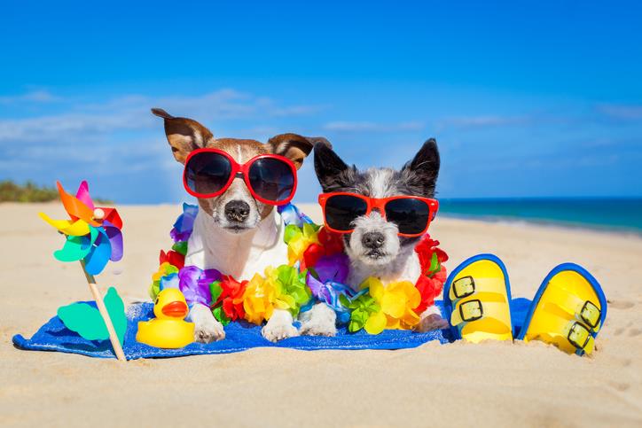 dog beach