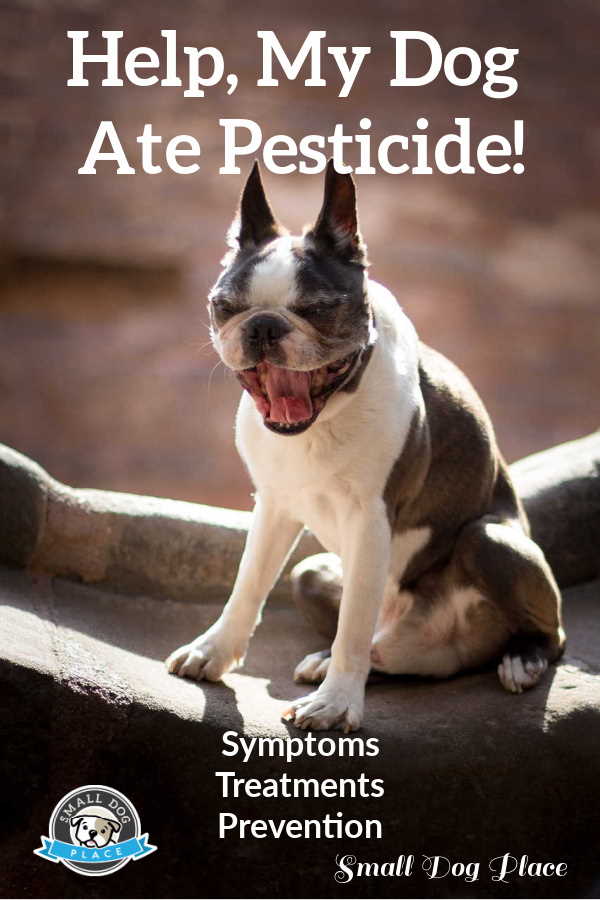 Dog Ate Pesticide Pin