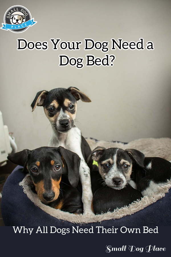 Do Dogs Need a Dog Bed? 5 Reasons to Assure Your Dog Has His Own Bed