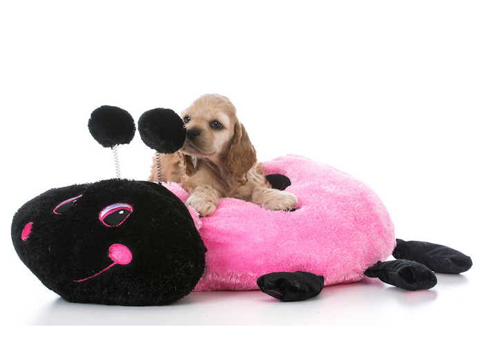 A small dog resting on a dog bed A small dog resting on a dog bed