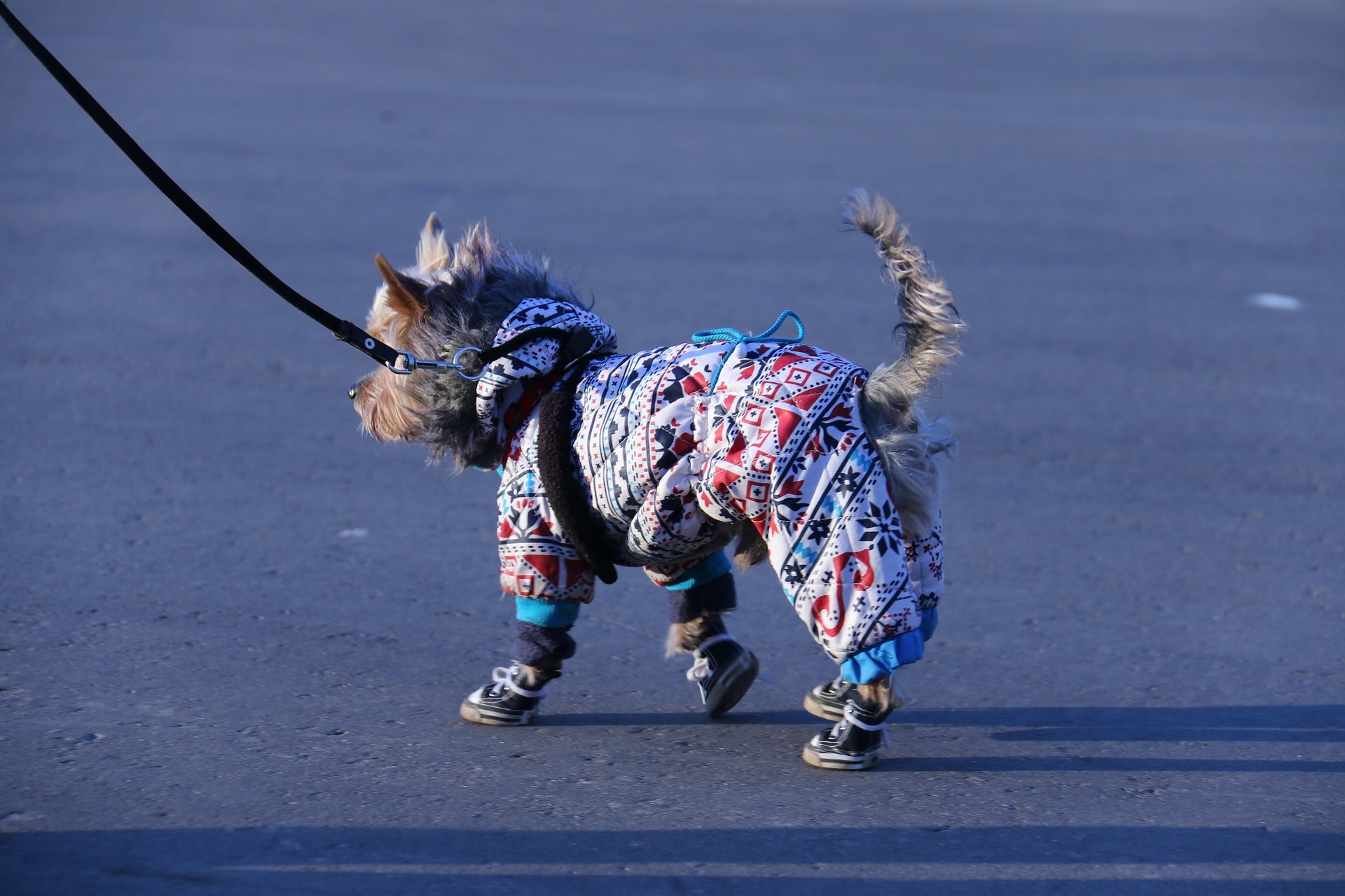 A fashion-conscious dog is wearing a coat with matching shoes.