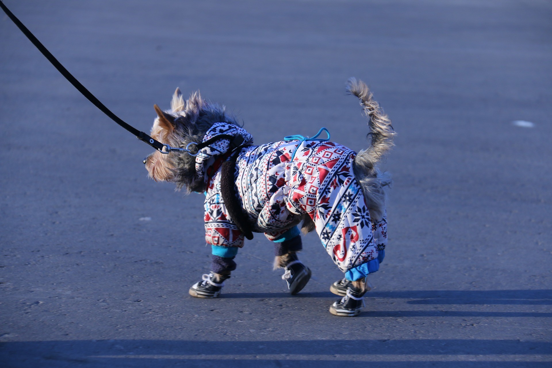 Should You Put Boots On A Dog