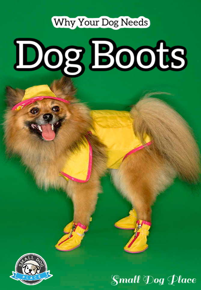 Pinnable Image with dog wearing boots.