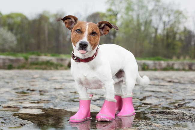A white dog is wearing pink dog boots