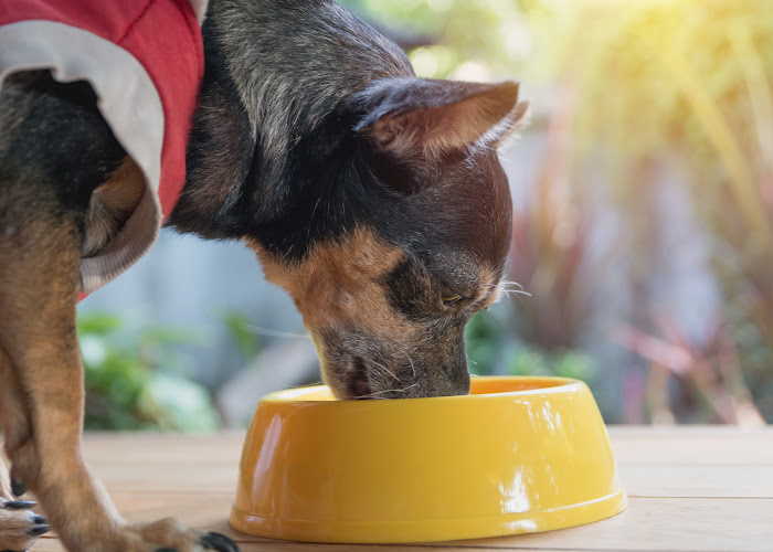 A small dog is drinking from a dog bowl