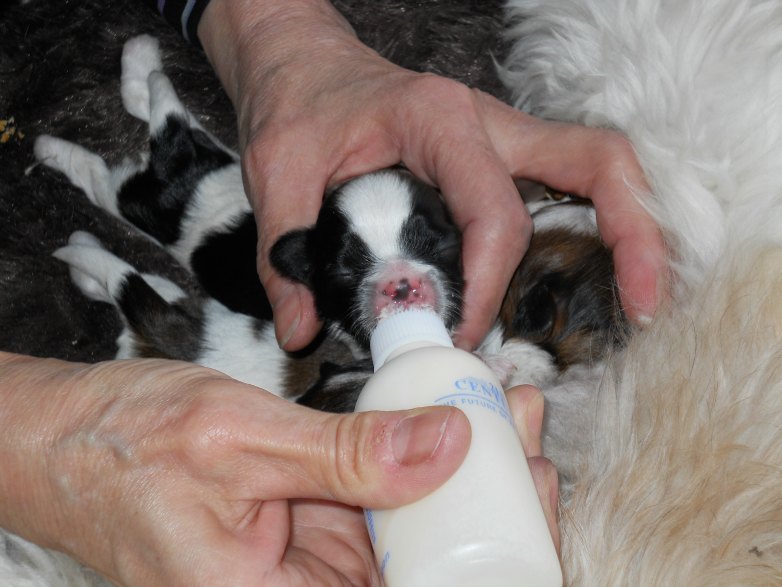 Dog Breeder bottlefeeding