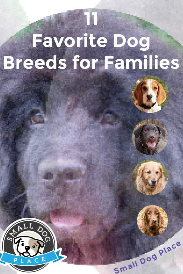Favorite dog breeds for families pin image 600 px Favorite dog breeds for families pin image 600 px