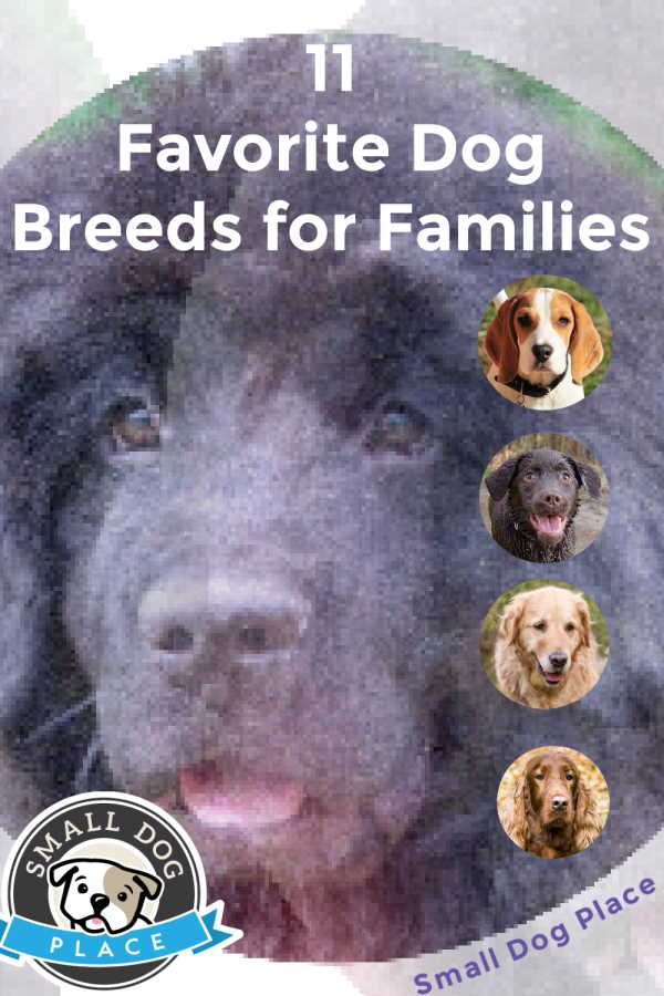 Favorite dog breeds for families pin image 600 px