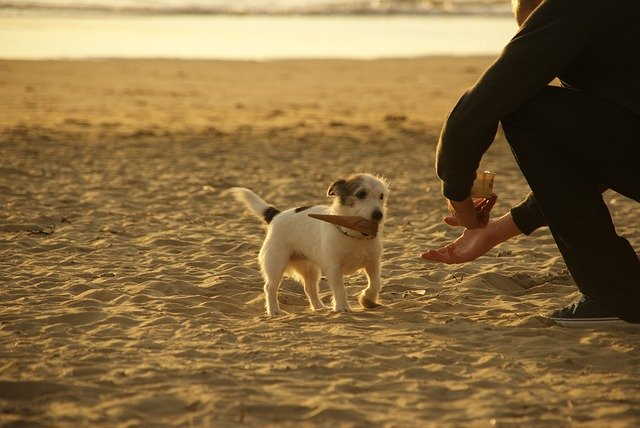 Any dog can promote healthy lifestyle by encouraging you to be active and get more exercise.