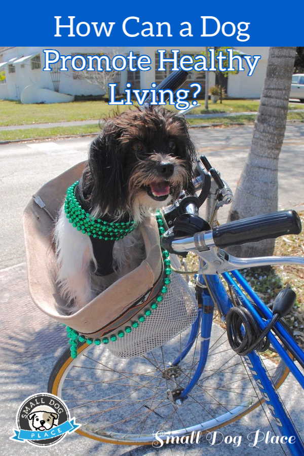 A small dog is riding in the basket of a bicycle.