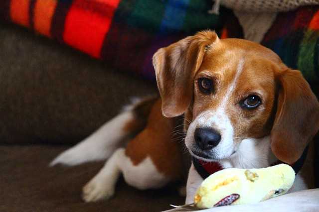 A beagle is lying next to his chew toy