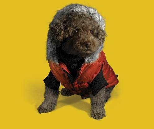 Coats for Dogs