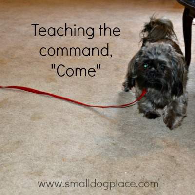 Basic Dog Command, "Come"