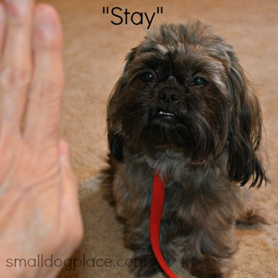 Basic Dog Command, "Stay"