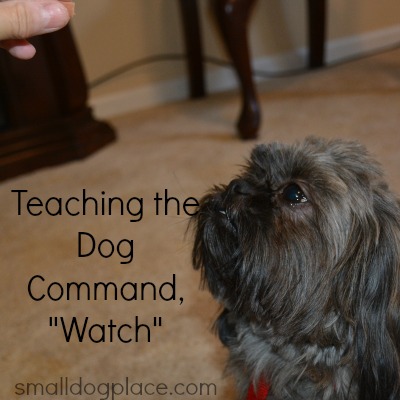 Dog Command:  "Watch"