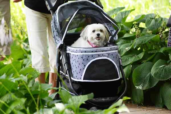 Exercise is good for both you and your dog, but dogs should get their exercise walking with you. Exercise is good for both you and your dog, but dogs should get their exercise walking with you.