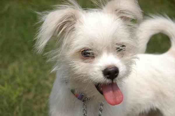 Dehydration and Electrolyte Imbalances can lead to puppy constipation. Dehydration and Electrolyte Imbalances can lead to puppy constipation.