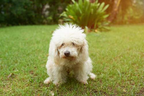 Puppy Constipation, causes, treatments and preventions Puppy Constipation, causes, treatments and preventions