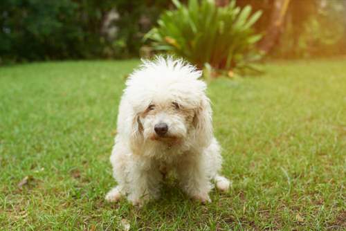 how to get a constipated puppy to poop