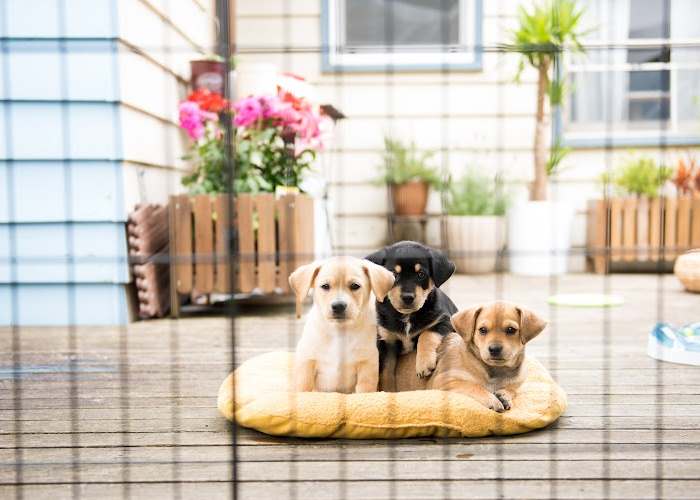 3 small dogs are resting on a bed in a dog daycare