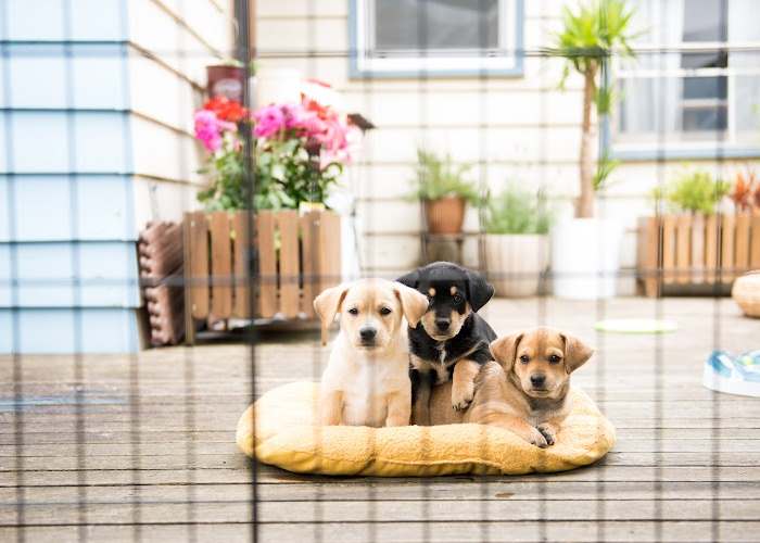 3 small dogs are resting on a bed in a dog daycare 3 small dogs are resting on a bed in a dog daycare