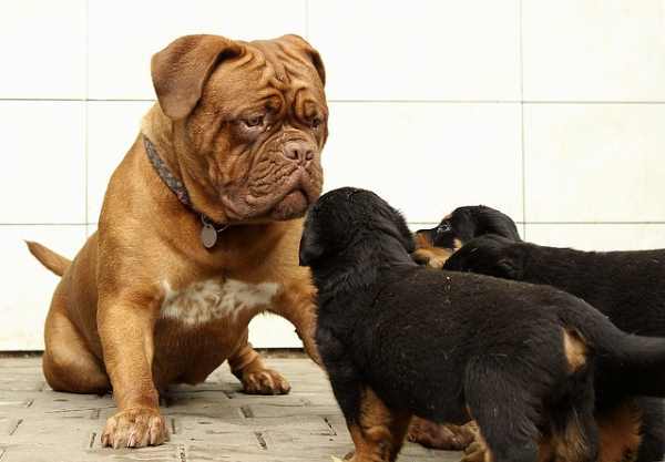 Dog Daycare:  A large dog is looking at 3 smaller dogs.