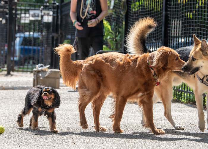 Two large dogs are playing next to one small dog