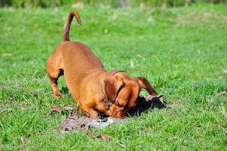 Brown Dachshund is digging in the yard.