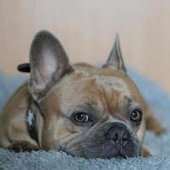 Most common dog diseases with a French Bulldog.  Link to page.