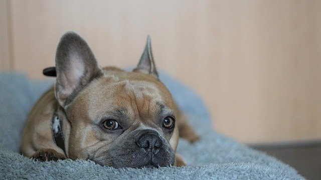 French Bulldog resting