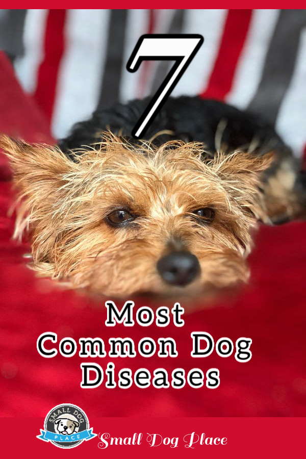 Most Common Dog Diseases Pin with Yorkshire Terrier