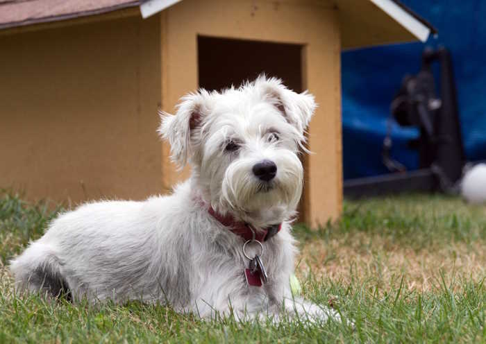 A white Schnauzer is sitting in the grass in front of a dog house