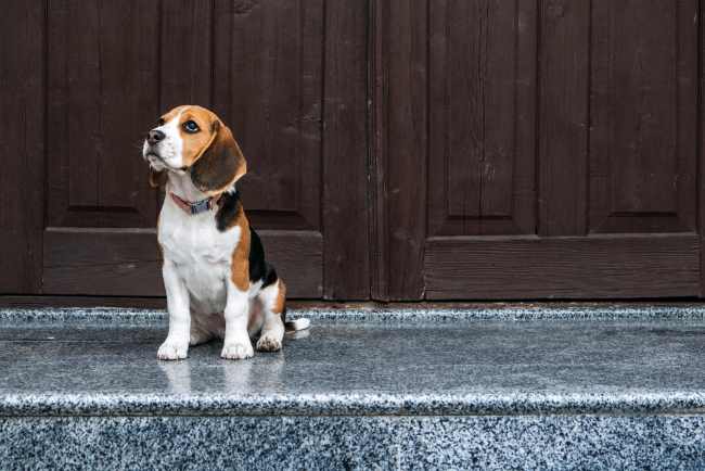 A beagle is sitting near the door.