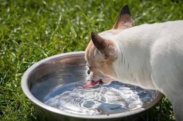 Some puppy constipation is caused by dehydration. Be sure your dog has water available at all times.