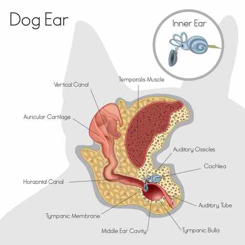 shih tzu itchy ears remedy