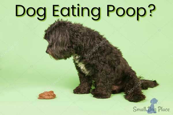 Dogs that Eat Poop