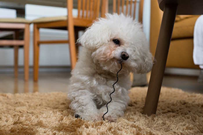 A small dog has an electrical cord in his mouth