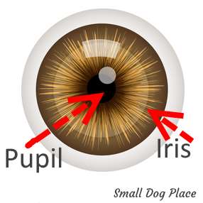 Eye showing the Pupil and Iris