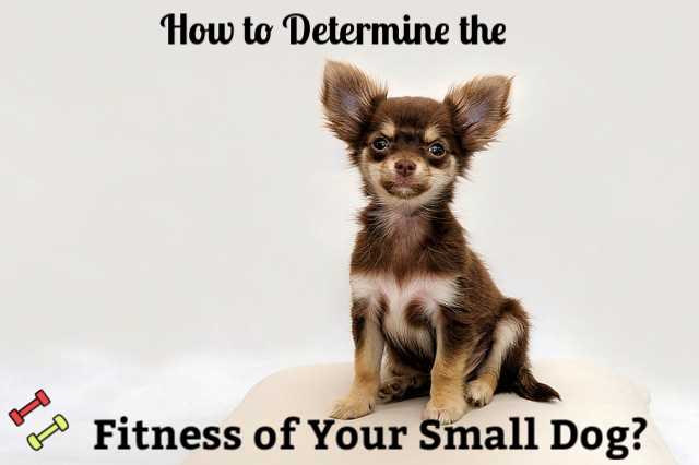 How to Determine the Fitness of Your Small Dog. How to Determine the Fitness of Your Small Dog.