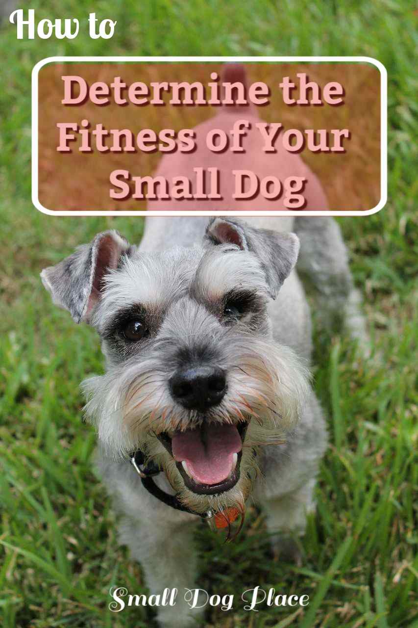 Dog Fitness Pin