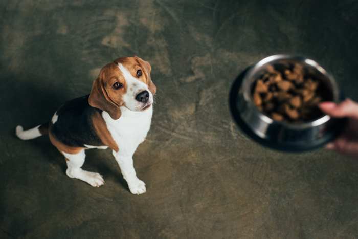 A young beagle is being offered a bowl of food