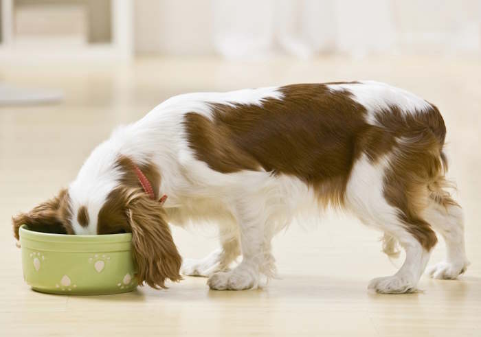 Um jovem rei Cavalier Charles Spaniel está comendo comida de cachorro de uma tigela. Um jovem rei Cavalier Charles Spaniel está comendo comida de cachorro de uma tigela.
