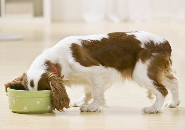A young Cavalier King Charles Spaniel has his head buried in his food bowl